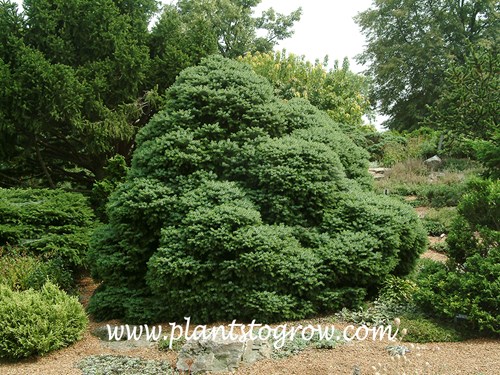 Dwarf Serbian Spruce (Picea omorika nana)
A large mature specimen